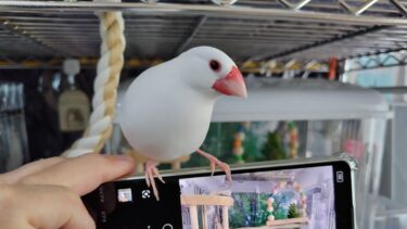 文鳥の噛み癖から肌を守る方法